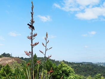 Build Your Dream on the Tutukaka Coast