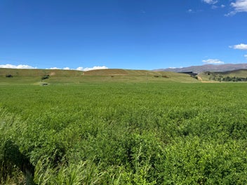 Bare Land, Big Potential