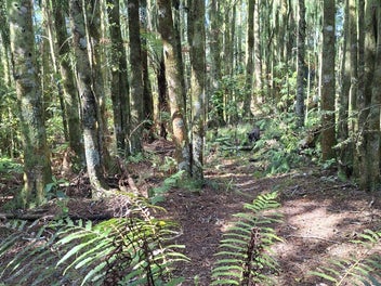 Off-grid home with native bush setting