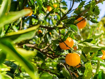 Your Tranquil Sustainable Lifestyle Starts Here