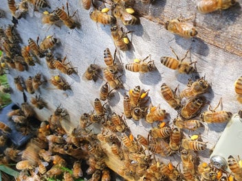 Iconic Greytown Honey; Home and Business