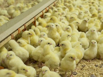 Auckland Poultry & Lifestyle