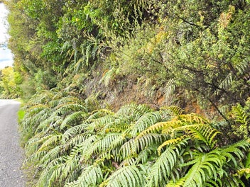 Bushclad Section Close to Town