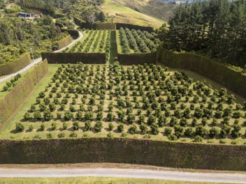 Kiwifruit Conversion Potential