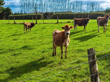 Lifestyle opportunity in Maungakaramea