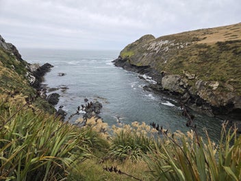 Crayfish & Paua on your Doorstep