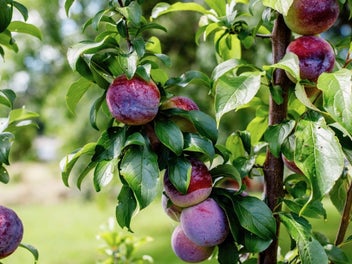 Country Charm, Town Convenience