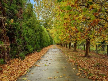 Secure Estate Kiwifruit Sanctuary