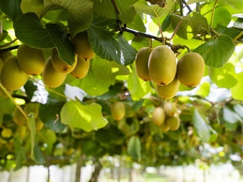 Gold kiwifruit with space for a future home