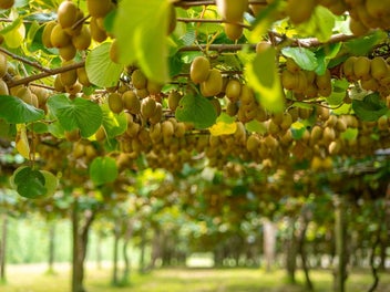 Organic Gold Kiwifruit and a Trophy Home!