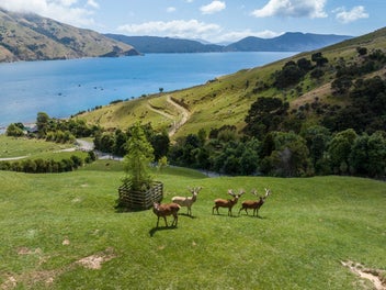 An Extraordinary Wilderness Estate on Cook Strait