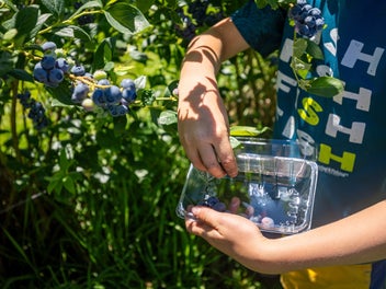 Berry Operation with Scale, Proven Performance