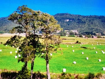 Bush, Streams, Hills in Greymouth. LAND + HOUSE