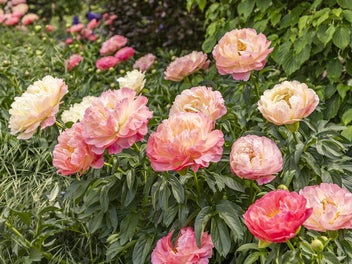 SuziQs 8.3ha Peony, Lavender & Christmas Tree Farm
