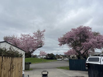 Owhata Section Bursting Potential