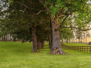 WHISPERING TREES - Create the Dream