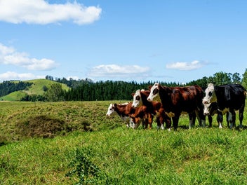 Horticulture, Grazing or Lifestyle-Buy One or Six