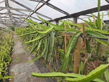 Subtropical Fruit Farm!