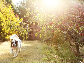 Exceptional Lifestyle 15 Minutes from Wanaka