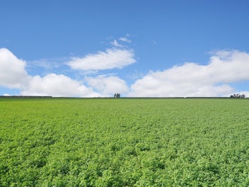 13.6 hectares of lucerne with power and water