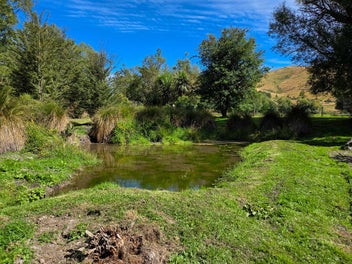 Tranquil Woodland Sanctuary: Burkes Pass