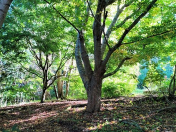 Beautiful, Beautiful Woodland Section