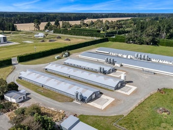 Immaculate Broiler Farm: Scale & Income