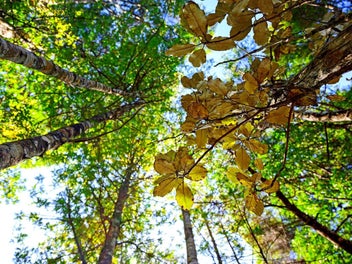 An Affordable 12.723-Acre Lifestyle Choice