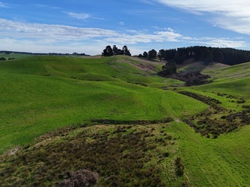 Equine, Grazing or Grand Design