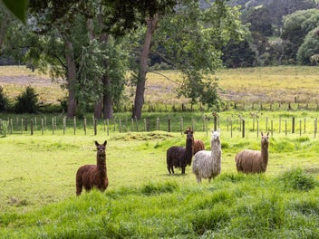 Country Calm Meets Capability-With Outbuildings