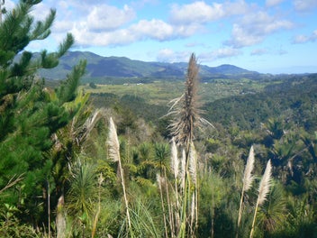 Hokianga Bush Block or Lifestyle