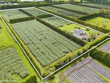 Kiwifruit Orchard Lifestyle Living
