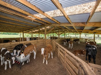 Farmlife, gorgeous home & 54 acres