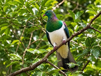 Pristine 104ha Bush Sanctuary near Whangarei Heads
