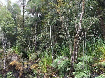 Bush Retreat - Embrace Nature