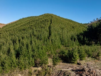 Entry Level Forestry or Lifestyle
