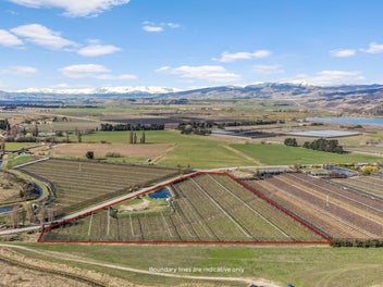 Premium Central Otago cherry orchard
