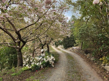 Tranquil lifestyle property, established nursery