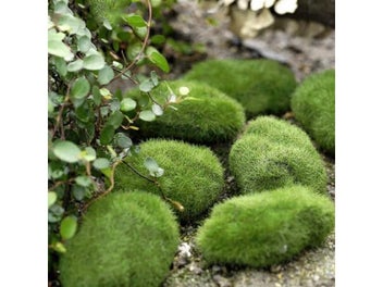 Image 1 of 9