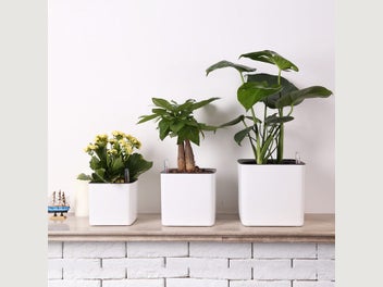 Image 1 of 11