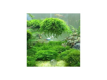 Image 1 of 9
