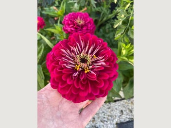 Image 1 of 2