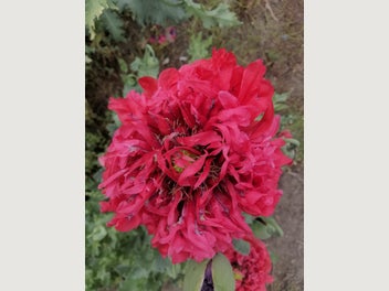 Image 1 of 11