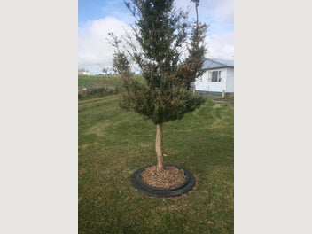 Image 1 of 8