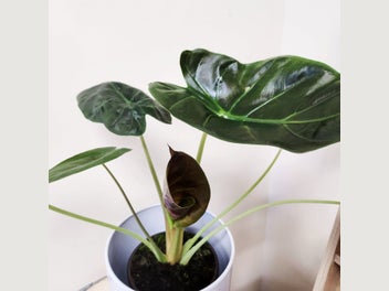 Image 1 of 4