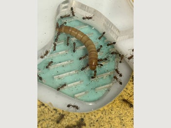 Image 1 of 12