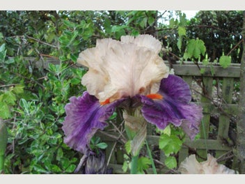 Image 1 of 11