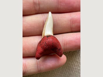 Image 1 of 8