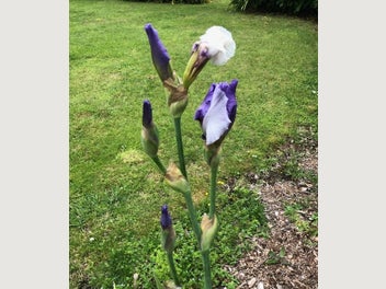 Image 1 of 2