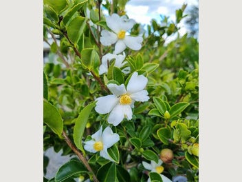 Image 1 of 7